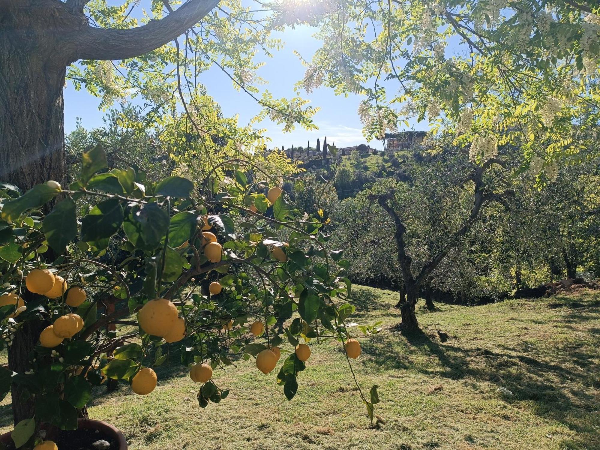 Le Massucce San Casciano in Val di Pesa Esterno foto