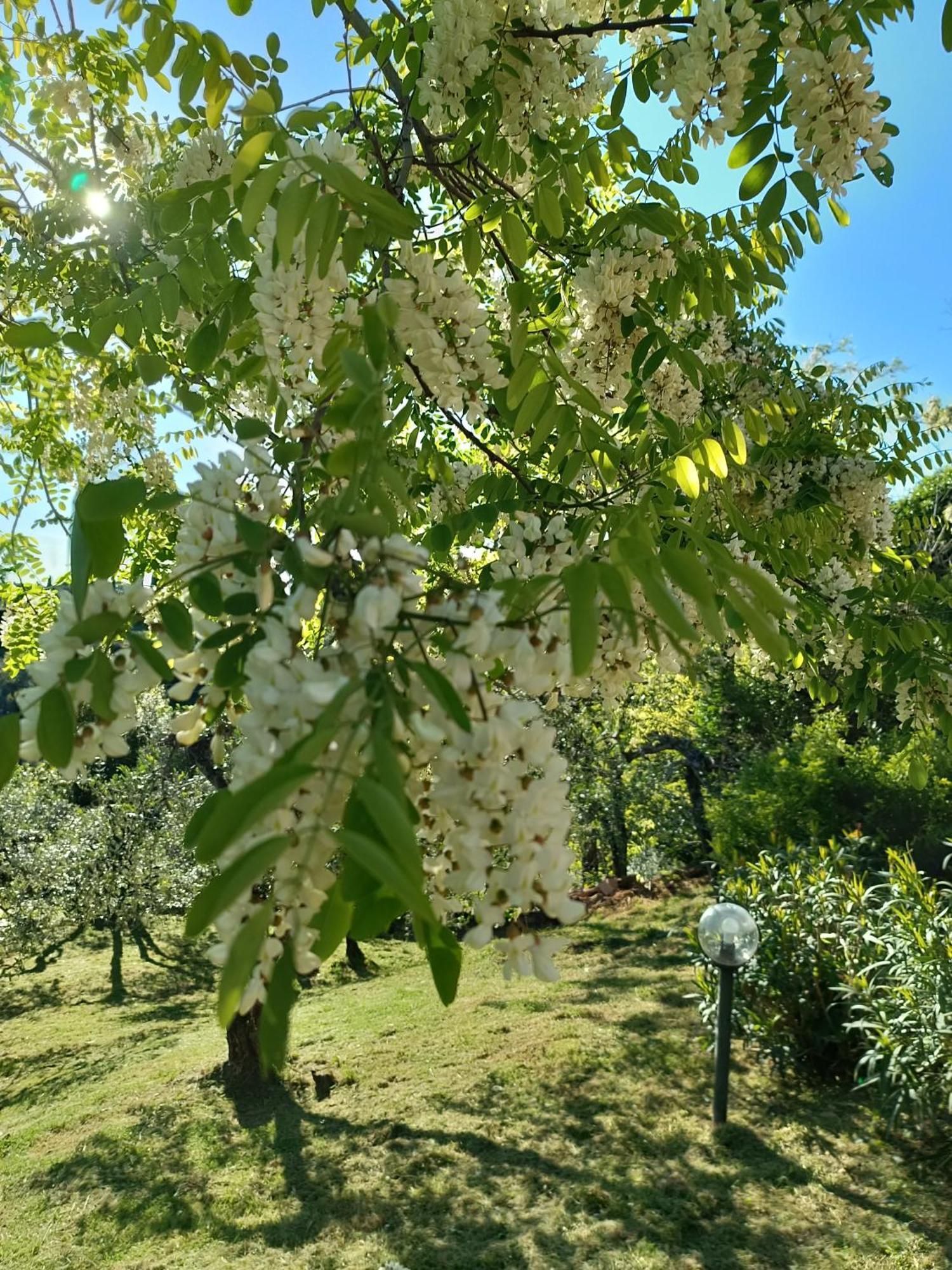 Le Massucce San Casciano in Val di Pesa Esterno foto